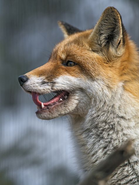 https://flic.kr/p/RQcRPh | Profile of a fox with open mopeouth | Profile of a fox with a funny expression and open mouth. Fox With Mouth Open, Fox Mouth Open, Fox Side Profile, Fox Profile, Fox Anatomy, Fox Reference, Arctic Fox Art, Open Mouth Drawing, Fox Drawing