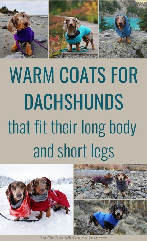 I take my miniature Dachshunds out for walks and hikes in all weather conditions. Winter can be uncomfortable if they don't stay warm enough. We've put many dog coats to the trail test and these are the ones that fit my Dachshund's long body. Dachshund Coat Pattern Free, Dachshund Dog Clothes Sewing Patterns, Dachshund Clothes Pattern, Mini Dachshund Clothes, Diy Dog Coat, Dachshund Clothing, Dachshund Dog Sweaters, Dog Jacket Patterns, Dog Coat Pattern