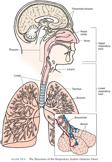 Organs Of The Respiratory System, Anatomy Of Respiratory System, Respiratory Diagram, Human Respiratory System Drawing, Human Respiratory System Diagram, Respiratory System Drawing, Respiratory System Notes, Anatomy Respiratory System, Respiratory System Diagram