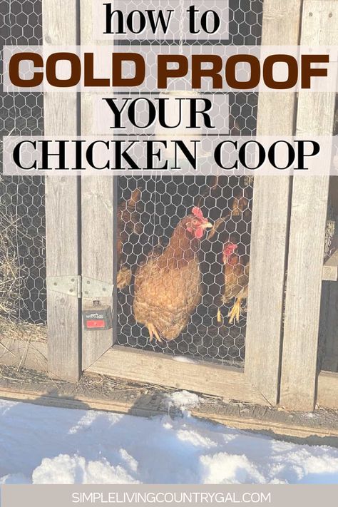 Get your chickens through the winter with these easy tips—steps to take to winter-proof your chicken coop and keep everyone warm and thriving. Don't miss out on delicious farm-fresh eggs even during the colder months. Learn how to create the perfect conditions for your entire flock and ensure they thrive even in the winter. Winterize your chicken coop for healthy chickens. Chicken Coop With Cinder Blocks, Chicken Steps For Coop, Winter Prep For Chickens, Winterizing Chicken Coop Run, Winter For Chickens, Chicken Coop Refresher, Chicken Coop Winter Cold Weather, Chicken Coop Winter Ideas, Wrapping Chicken Run For Winter