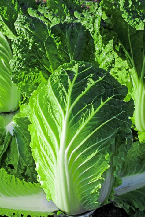 Easy To Grow Houseplants, Best Garden Tools, Garden Works, Asian Vegetables, Vegetable Garden Planning, Banana Plants, Napa Cabbage, Chinese Cabbage, Leafy Vegetables