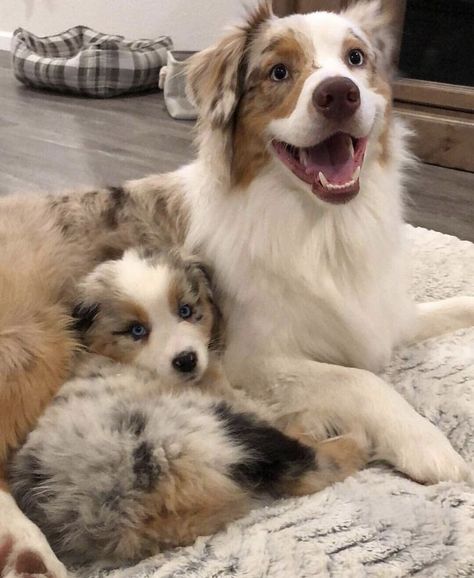 snuggly pups Australian Shepherd, A Dog, Puppies, Dogs