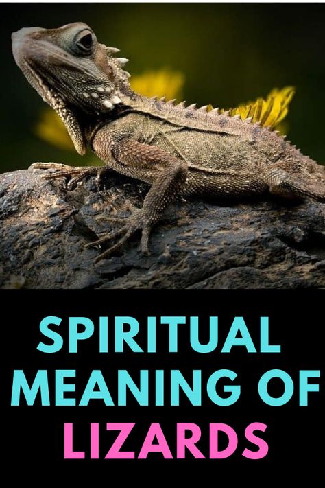 Lizards are universal symbol for many things we people value. These animals are most likely the most powerful metaphor for transformation, adaptation, and regeneration. Learn the spiritual meaning of lizard.  #lizard, #lizards, #spiritualmeaningoflizard, #spiritualmeaningoflizards, #lizarddream, #lizarddreammeaning, #deadlizardmeaning Lizard Symbolism Meaning, Spiritual Meaning Of Lizards, Lizard Tattoo Meaning, Lizard Spiritual Meaning, Lizard Symbolism, Lizard Totem, Baby Lizards, Animal Symbols, Lizard Tattoo