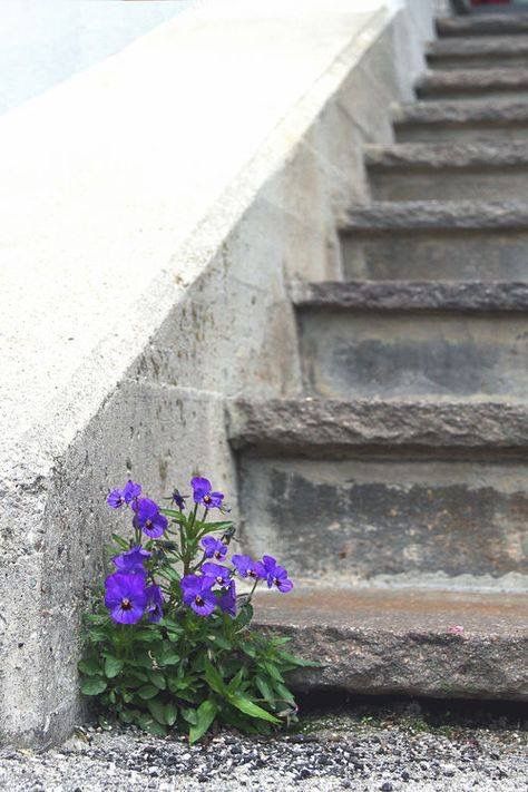 Rock Flowers, Bloom Where Youre Planted, Nature Garden, The Stone, Rock Garden, Garden Paths, The Flowers, Flowers Photography, Nature Pictures