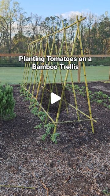 90K views · 2.5K likes | Tara on Instagram: "Planting Tomatoes on a Bamboo Trellis 🍅 First, build your trellis! (Check out my post on how to do that.) Burying your tomato stems like this will encourage better root systems and stronger plants. I plant on both sides of my trellis, one plant for each post.  1. Dig a hole in the center of the trellis at each post  2. The hole should be angled, becoming shallower as it reaches the post  3. Place the tomato seedling in so that it lays almost horizontal on the ground  4. Snip off any branches below the soil level  5. Fill in the hole  6. Wait one or two days for the tomato plant to turn itself toward the sky. Tie it (gently) to the post. I like to use strips of soft fabric like from a t-shirt.  Happy planting, friends!" Diy Bamboo Tomato Trellis, Bamboo Tomato Cage, Diy Trellis For Tomatoes, Bamboo Trellis Tomatoes, Tying Tomato Plants, Bamboo Tomato Trellis, Trellis Tomato Plants, T Post Trellis, How To Tie Up Tomato Plants