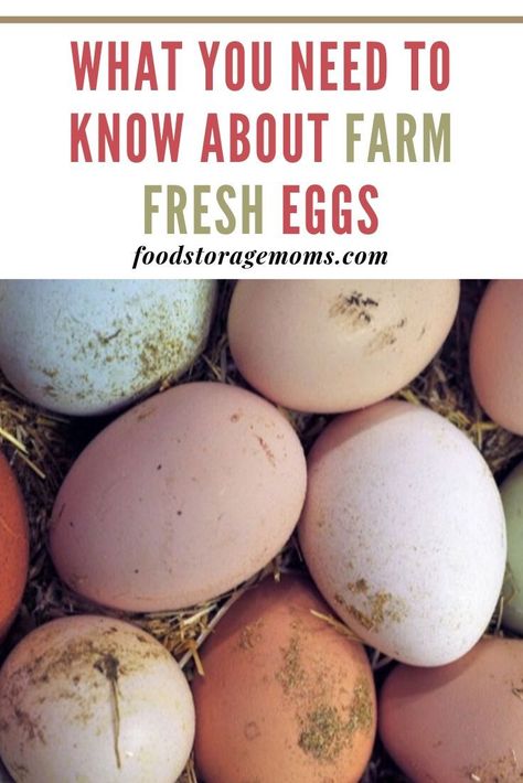 Animals Food, Backyard Chicken Farming, Chicken Life, Raising Backyard Chickens, Chicken Garden, Farm Eggs, Keeping Chickens, Backyard Chicken Coops, Community Garden