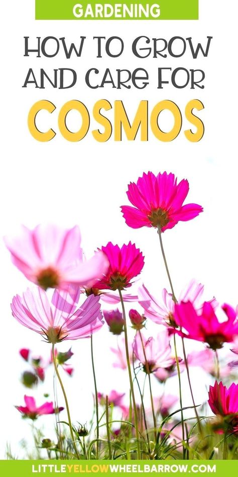 Cosmos Flowers Garden, Growing Cosmos, Planting Flowers From Seeds, French Townhouse, Cosmos Plant, Summer Blooming Flowers, Tattoo Plant, Sowing Seeds, Leafy Plants