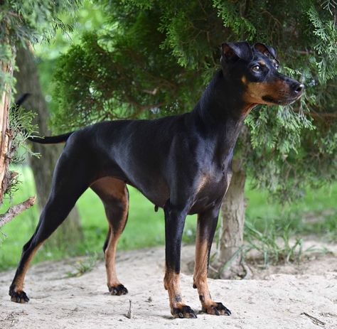 Dog Breed ➡️ MANCHESTER TERRIER From @metheora_team Country 🇵🇱 #arispedigree #Poland 🐶 Metheora vel Verti Manchester Terrier, Animal References, Group 3, Purebred Dogs, Cutest Animals, Pretty Dogs, Puppy Mills, Mixed Breed Dogs, Dog Gear