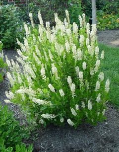 Clethra '16 candles'. Likes Shade, fragrant blooms in mid to late summer, yellow fall foliage. Saw a Clethera the other day and there was an audible hum with all the bees and butterflies on it. Best Shrubs For Shade, Garden Foliage, Shade Loving Shrubs, Hot Mustard, Shade Shrubs, Garden Shrubs, Garden Candles, Flowering Shrubs, Evergreen Shrubs