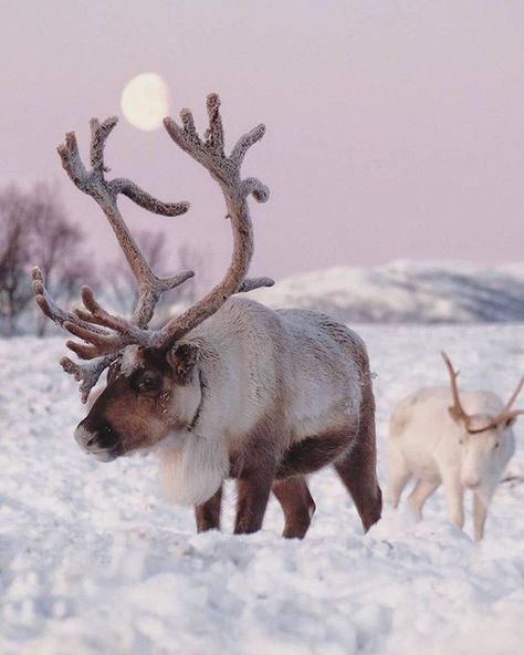 Norway Reindeer, Tromso Norway, Santa And His Reindeer, Adventure Photos, Tromso, Good Morning Picture, Morning Pictures, Scandinavia, Featured Artist