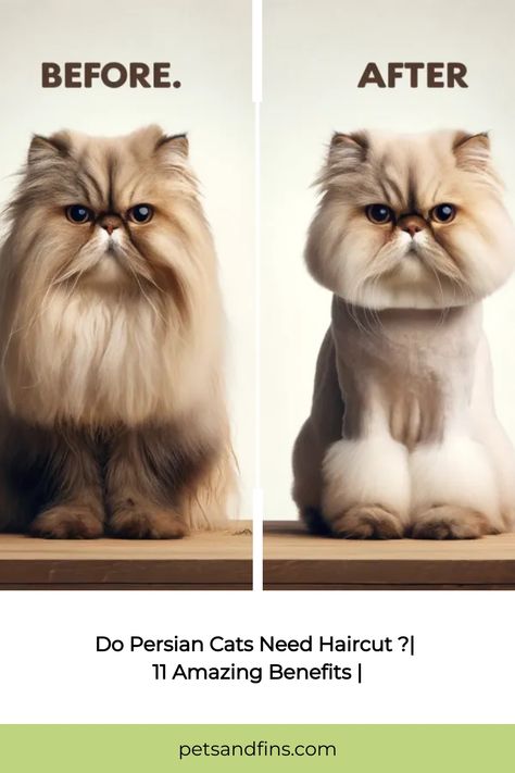 Persian Cat Grooming, Persian Cat Grooming Styles, Persian Cat Haircut Styles, Long Hair Cats Grooming Styles, Persian Haircut, Cat Lion Haircut, Persian Cat Haircut, Cat Grooming Styles, Cat Haircut