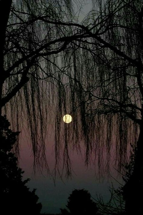 Swamp moon Shoot The Moon, Belle Nature, Deco Nature, Weeping Willow, Moon Pictures, Beautiful Moon, Moon Glow, Moon Magic, The Night Sky