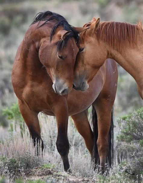 Horse Reference Photos, Horses In Love, Wild Horse Pictures, Wild Horses Mustangs, Wild Horses Photography, Beautiful Horses Photography, Horse Wallpaper, Two Horses, Most Beautiful Horses