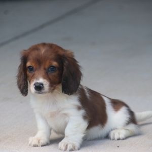 Ruby Dachshund Puppy 603125 | PuppySpot Puppy Facts, Dachshund Puppies For Sale, Puppy Kisses, Puppy Mills, Dachshund Puppies, Dachshund Puppy, Dog Park, New Puppy, Puppies For Sale