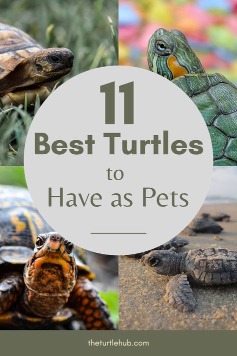 Though there are hundreds of types of turtles in nature, not all of them are ideal for having as pets. However, the number of turtles that can be kept as a pet is not low either. There is a huge list of turtles that can be kept as a pet. With such a huge list, a beginner can easily get confused on what species of turtle to go for. That’s why in this article, I am going to list out my favorite types of pet turtles along with their personalities, preferable environments, and ideal habitat. Turtles As Pets, Types Of Tortoises, Best Turtles For Pets, Turtle Pet Care, Turtle Outside Habitat, How To Take Care Of A Turtle, Land Turtle Habitat Ideas, Turtle As A Pet, Turtle Care Tips