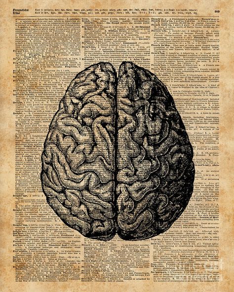 متحف فني, Medical Wallpaper, Biology Art, Brain Anatomy, Brain Art, Book Page Art, Human Anatomy Art, Dictionary Art, Medical Art