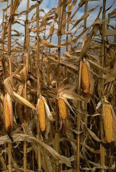 Mexico Corn, Corn Photography, Harvest Pictures, Corn Farm, Farm Field, Heirloom Vegetables, Down On The Farm, Autumn Scenery, Country Farm