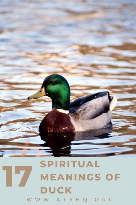 duck symbolism Duck Meaning Spiritual, Mallard Duck Tattoo, Duck Symbolism, Male Duck, Duck Tattoos, Animal Meanings, Power Animal, Your Spirit Animal, Mallard Duck