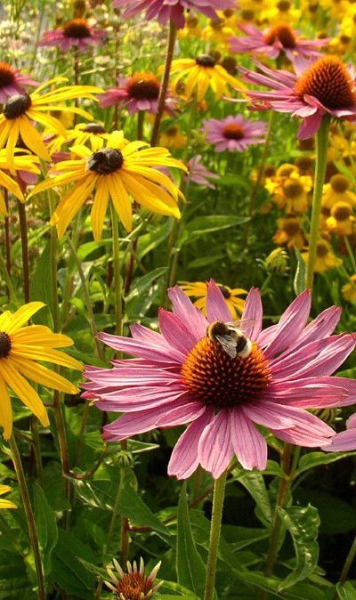 . Purple Coneflowers, Black Eyed Susans, Fields Of Flowers, Purple Coneflower, Bee Garden, English Cottage Garden, Flowers Black, Love Garden, Plant Combinations