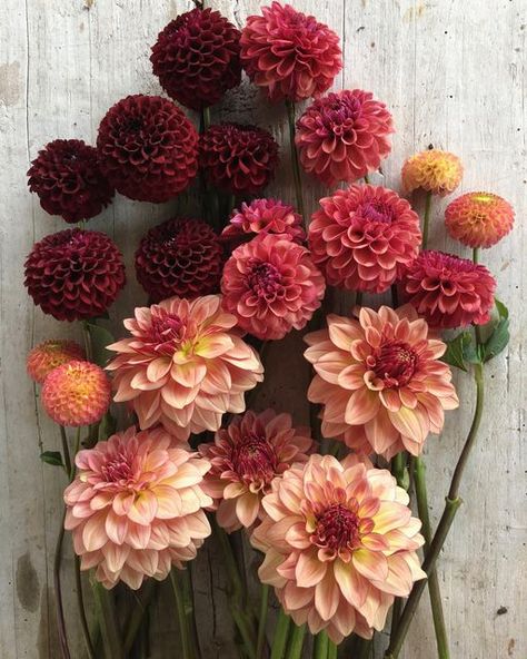 Dahlia Colors, Autumnal Palette, Wedding October, Drought Tolerant Garden, Cut Flower Garden, Raspberry Red, The Painter, Color Story, Dahlia Flower