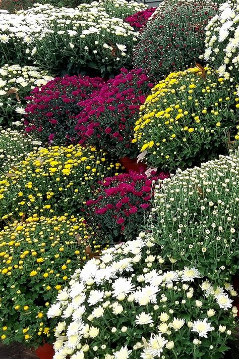 How To Make Mums Bloom Longer This Fall - The 3 Secrets To Success! White Mums Flowers, Fall Mums Garden, How To Make Mums Last Longer, Mums Planted In Ground, Mums In Flower Bed, White Mums Front Porch, Landscaping With Mums, Mums Flowers Front Porch, Fall Mums Display