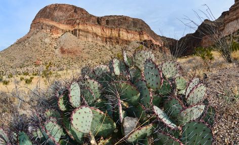 Big Bend Prickly Pear Desert Sage, Desert Cactus, Big Bend, Prickly Pear, The Desert, Holiday Home, Monument Valley, Bend, Pear