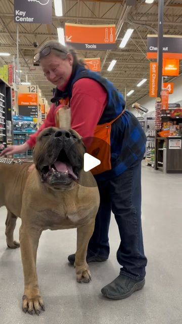 Pretty much what Walking a Trex on a leash would be like “Vader” is a sight to see it’s hard to believe when you see him in person ... | Instagram Funny Animal Videos Dogs, Puppies And Babies, Presa Canario Puppy, Really Funny Dog Videos, Cute Big Dogs, Dog Videos Funny, Dogs Video, Celebrity Dogs, Presa Canario