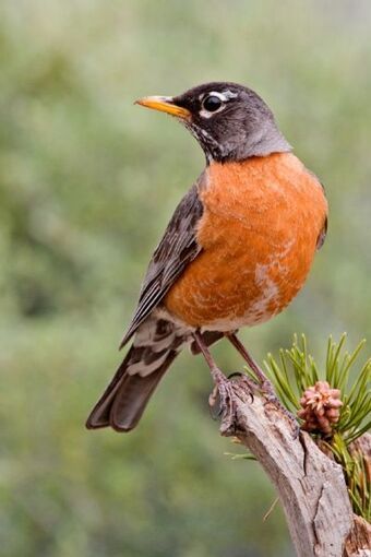 Robin Photography, Robin Tattoo, Robin Birds, Robin Pictures, Robin Photos, Bird Identification, Facebook Icons, American Robin, Spring Birds