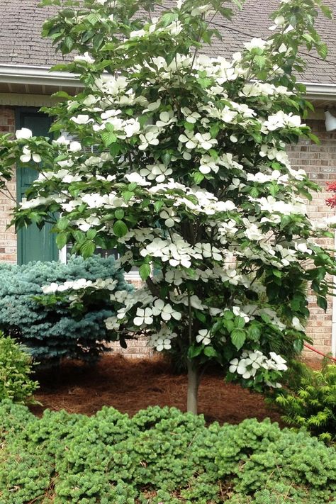 White Dogwood Tree, Small Ornamental Trees, Small Trees For Garden, Trees For Front Yard, Dogwood Tree, Indoor Trees, Front Yards, Dogwood Trees, Ornamental Trees