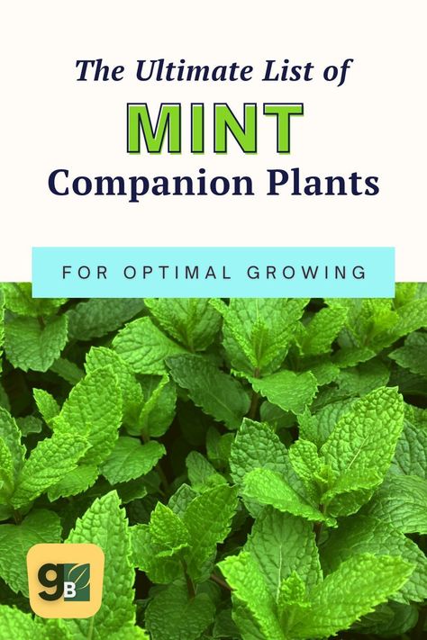 Mint is a great addition to any garden, but it's important to choose the right companion plants. In this blog post, we explore 11 of the best and 9 of the worst companion plants for mint so that you can make the best choices for your own garden! Learn all about which companion plants are best suited for growing alongside your mint and save our handy chart - tap now and get ready to enjoy a lush mint plant! Chive Companion Plants, Mint Companion Plants, Mint Companion Planting, Planting Mint, Herb Companion Planting, Companion Planting Chart, Mint Plant, Gardening Herbs, Mint Herb