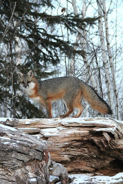 Hello, I am a fox. I am a wild animal. As cute and friendly as I seem, I DON'T WANT TO BE YOUR PET! If you domesticate foxes like me, how many of us will end up in a shelter? How many will be put down after a short, miserable life in a kennel? How much will you breed us to suit your inane purposes, until we can't breathe, like the poor pug? Please, I implore you, if you love foxes, let us be free! We are happier in the wild. Brer Rabbit, Fantastic Fox, Fox Pictures, Dog Family, Gray Wolf, Grey Fox, Most Beautiful Animals, Pet Fox, Pretty Animals