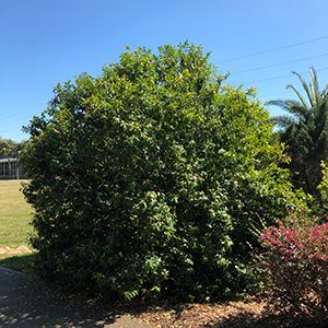 Banana Shrub - Gardening Solutions - University of Florida, Institute of Food and Agricultural Sciences Banana Shrub, Outside Fall Decor, Privacy Plants, Colleges In Florida, Southern Magnolia, Garden Solutions, Agricultural Science, Magnolia Blossom, Ripe Bananas