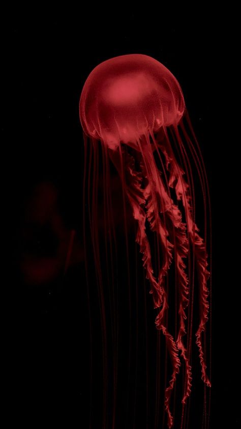 Jelly Fish Black Background, Red Jellyfish Aesthetic, Red Animal Aesthetic, Red Jellyfish Wallpaper, Red Pink Aesthetic Wallpaper, Red Ocean Aesthetic, Red Sea Aesthetic, Undersea Aesthetic, Black And Red Wallpaper Iphone