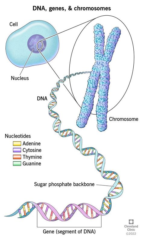 DNA, Genes & Chromosomes Overview Dna And Genes, Biology Diagrams, Learn Biology, Study Biology, Basic Anatomy And Physiology, Biology Facts, Study Flashcards, Biology Lessons, Medical School Inspiration