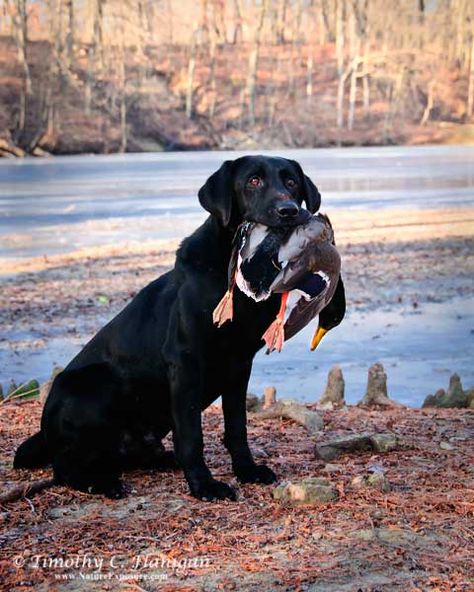 upland dogs - Google Search Labs Hunting, Duck Hunting Dogs, Hunting Photography, Hunting Dogs Breeds, Hunting Pictures, Things Photography, Black Labrador Retriever, Lab Dogs, Cute Dog Pictures