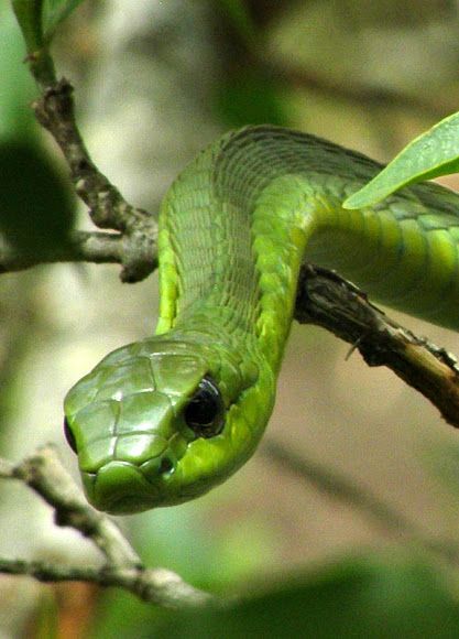 Boomslang...timid, but highly venemous Snake On Tree, Boomslang Snake, Snake Breeds, Snake Photos, Cute Reptiles, Snake Venom, Reptile Snakes, Beautiful Snakes, Reptiles Pet