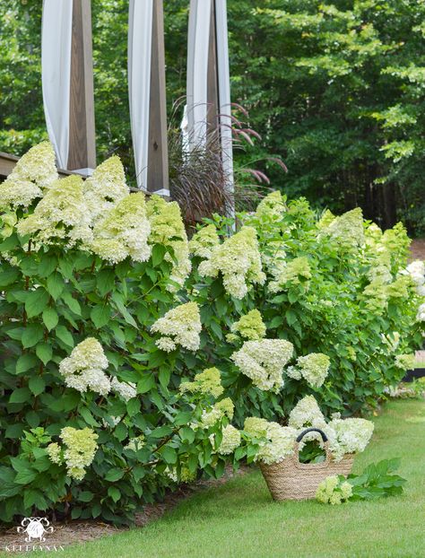 huge hedge of limelight hydrangeas on side of house Limelite Hydrangea Landscape, Lime Light Hydrangea Landscaping, Flowerbed Inspiration, Hydrangea Bed, Foundation Garden, Lime Hydrangea, Limelight Hydrangeas, Craftsman Remodel, Pruning Hydrangeas