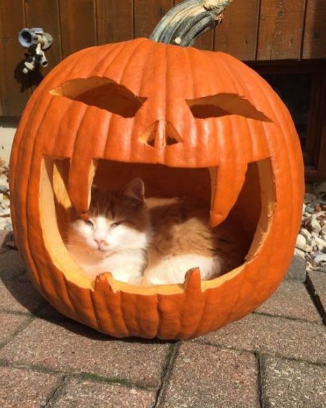 13 Of The Best Cat-O-Lanterns We Could Find – Meowingtons Kittens In Pumpkin, Jackolantern Ideas Cute, Cat In A Pumpkin, Pumpkin Cats, Thanksgiving Cat, Cat With Pumpkin, Cat And Pumpkin, Fall Cats, Autumn Animals