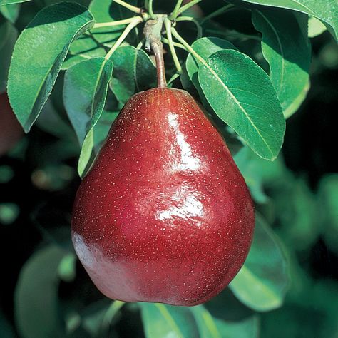 Grape Orchard, Red Pears, Unique Vegetables, Red Pear, High Sugar, Wine Baskets, Fruit Photography, Pear Trees, Pear Tree