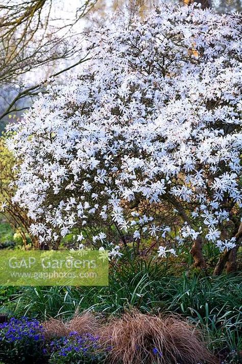 Royal Star Magnolia, Star Magnolia, Magnolia Stellata, Plant Photography, Planting, Magnolia, Garden Plants, Gap, Yard