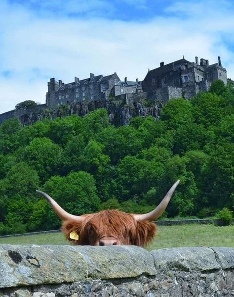 I Love Cows Highland Cow Photography, I Love Cows, Cow Photography, Scottish Cow, Highland Cow Art, Cow Photos, Mini Cows, Scottish Highland Cow, Fluffy Cows