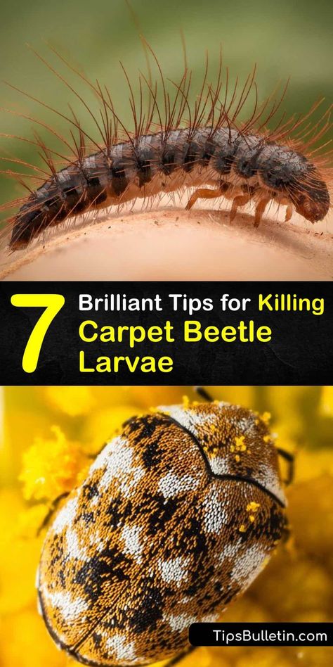 Carpet Beetles How To Get Rid Of, Boric Acid Uses, Carpet Bugs, Beetle Larvae, Carpet Beetles, Get Rid Of Bed Bugs, Diy Bug Spray, House Bugs, Rid Of Bed Bugs