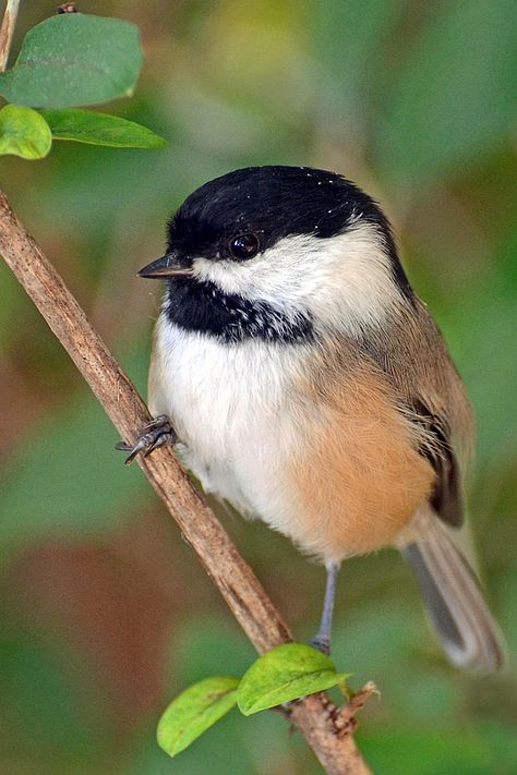 Black Capped Chickadee Tattoo, Chickadee Illustration, Chickadee Drawing, Chickadee Photos, Chickadee Painting, Chickadee Art, Bird Painting Acrylic, Chickadee Bird, Song Birds