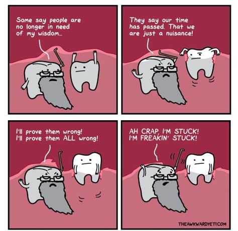 Wisdom teeth humor Wisdom Teeth Meme, Dental Funny, Impacted Wisdom Teeth, Teeth Humor, Awkward Yeti, The Awkward Yeti, Tooth Cartoon, Dental Jokes, Kesehatan Gigi