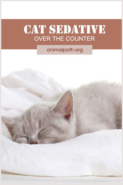 Need to calm your cat for travel, visit to the vet or some other reason? Find out the best over the counter sedatives for cats. Cat Calming Remedies, Cat Friendly Over The Counter Medicine, Cat Remedies, Cats Health, Cat Medicine, Nurse Cat, Cat Health Problems, Cat Advice, Cat In Heat