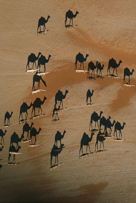 Silhouettes on the sand Shadow Photography, Drone Photography, Awesome Art, Aerial Photography, 귀여운 동물, The Sand, A Group, Beautiful Creatures, National Geographic