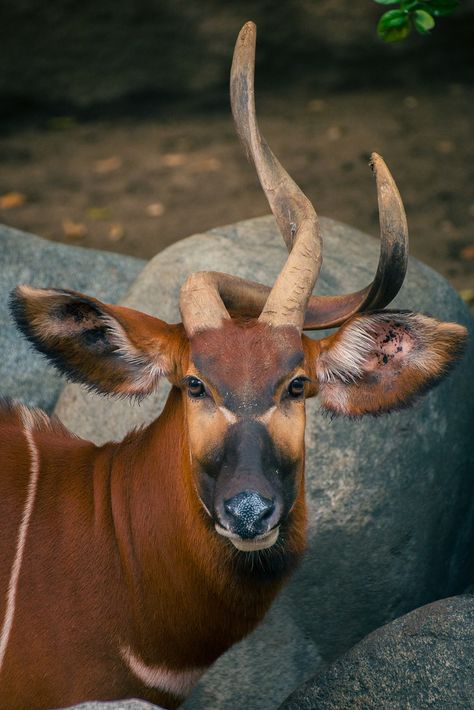 Weird Face, Animals With Horns, Nature Tour, Interesting Animals, Wild Creatures, Unusual Animals, African Wildlife, African Animals, Animal Faces