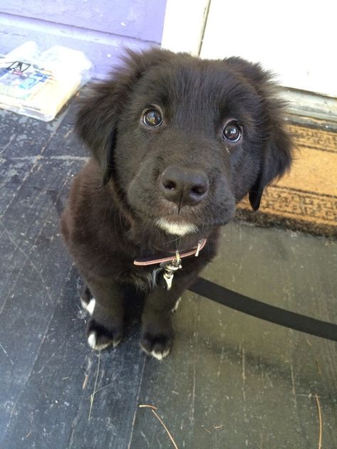 These puppy dog eyes deserve every snackie the world has to offer. EVERY. SINGLE. ONE. Psy I Szczenięta, Puppy Dog Eyes, Dog Eyes, Blue Heeler, Cute Creatures, Black Dog, Cute Little Animals, 귀여운 동물, Animals Friends