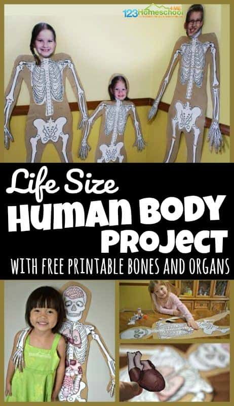 Help kids learn about what is under their skin with this fun, interactive, and hands on human body project for kids from toddler, preschool, pre k, kindergarten, first grade, 2nd grade, 3rd grade, 4th grade, 5th grade, and 6th grade students. This can be a simple life size human body project or use our free printable templates to add bones of the body, organ templates, and more. This engaging science project is EASY and LOW PREP too. Skeletal System Project, Human Body Muscles, Body Parts For Kids, Human Body Projects, Free Human Body, Human Body Model, Body Preschool, Human Body Science, Human Body Activities