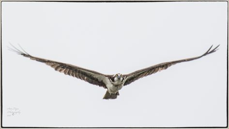 Bird Flying Towards Camera, Osprey Flying, Wing Drawing, Bird Flying, Big Bird, Birds Of Prey, Birds Flying, In Flight, Beautiful Photography